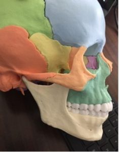 Bribie Osteopathy Skull and Jaw