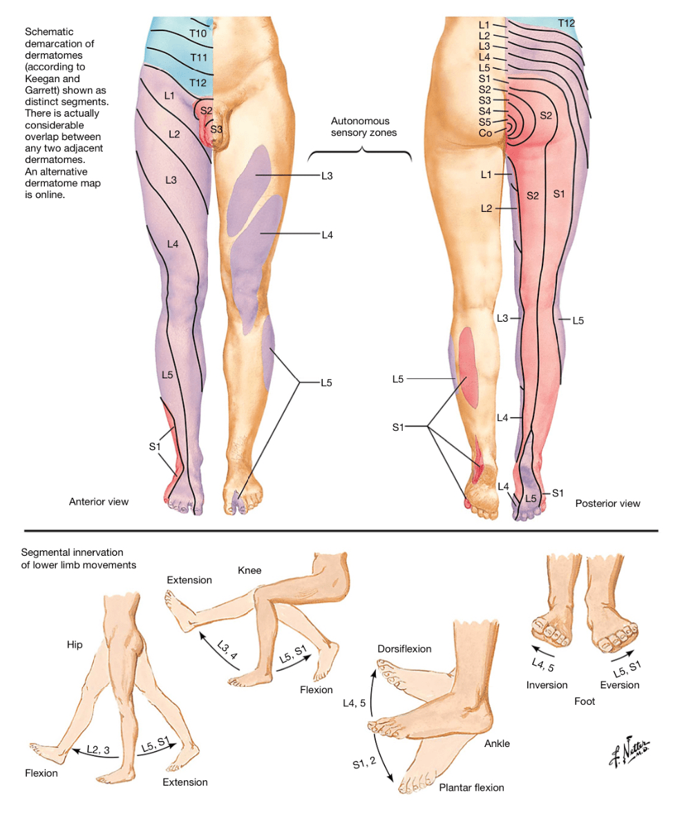 Dermatomes Lower Extremity